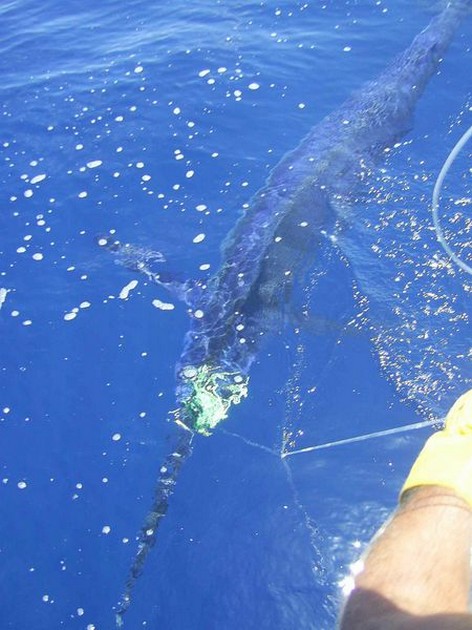 blue marlin Cavalier & Blue Marlin Sport Fishing Gran Canaria