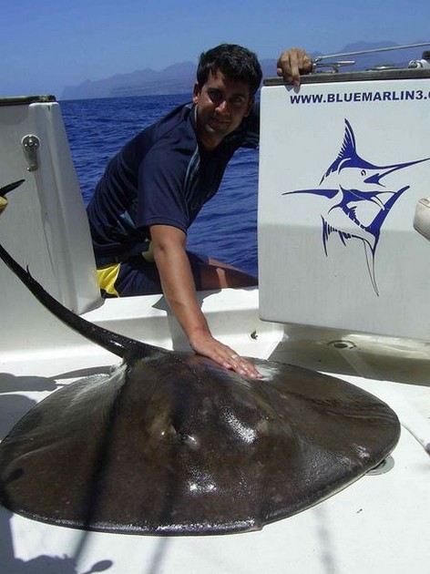 round stingray Cavalier & Blue Marlin Sport Fishing Gran Canaria