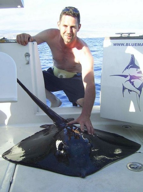common stingray Cavalier & Blue Marlin Sport Fishing Gran Canaria