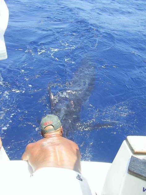 blue marlin Cavalier & Blue Marlin Sport Fishing Gran Canaria