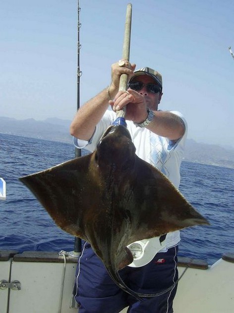 eagle ray Cavalier & Blue Marlin Sport Fishing Gran Canaria