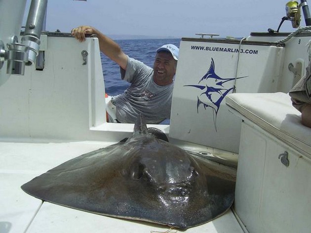 common stingray Cavalier & Blue Marlin Sport Fishing Gran Canaria