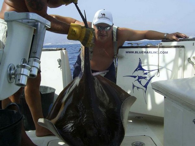 common stingray Cavalier & Blue Marlin Sport Fishing Gran Canaria