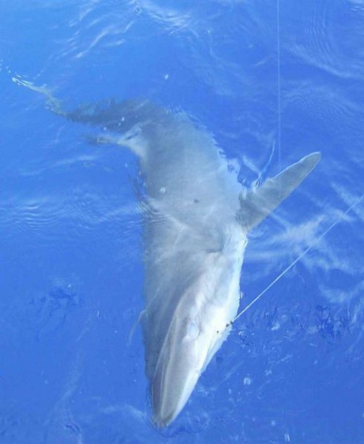 tope Cavalier & Blue Marlin Sport Fishing Gran Canaria