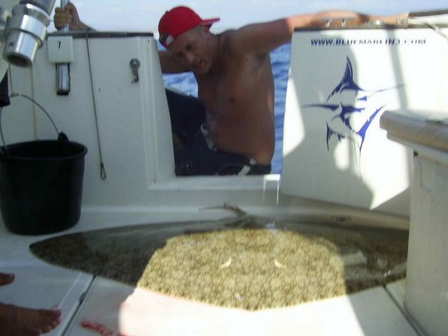 butterfly ray Cavalier & Blue Marlin Sport Fishing Gran Canaria