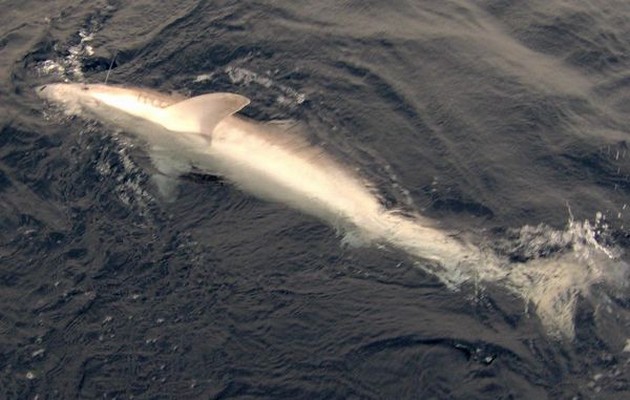 tope Cavalier & Blue Marlin Sport Fishing Gran Canaria