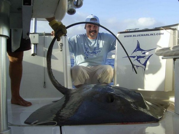 common stingray Cavalier & Blue Marlin Sport Fishing Gran Canaria