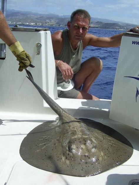 round stingray Cavalier & Blue Marlin Sport Fishing Gran Canaria