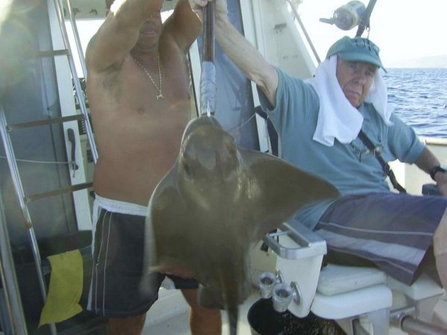 eagle ray Cavalier & Blue Marlin Sport Fishing Gran Canaria