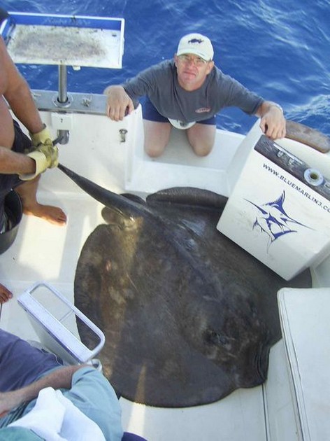 roughtail stingray Cavalier & Blue Marlin Sport Fishing Gran Canaria