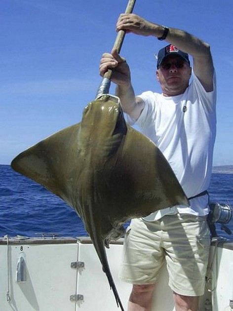 eagle ray Cavalier & Blue Marlin Sport Fishing Gran Canaria