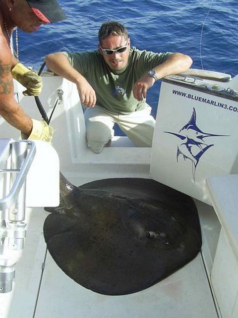 roughtail stingray Cavalier & Blue Marlin Sport Fishing Gran Canaria