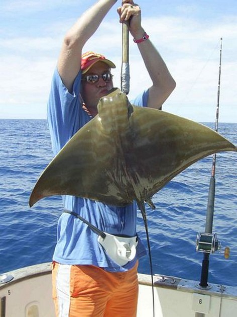 duckbill ray Cavalier & Blue Marlin Sport Fishing Gran Canaria