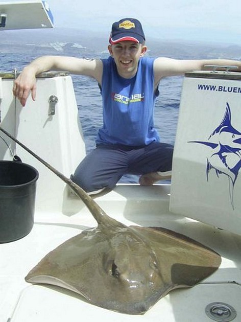 common stingray Cavalier & Blue Marlin Sport Fishing Gran Canaria