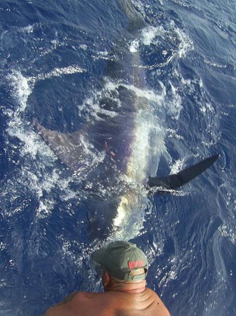blue marlin Cavalier & Blue Marlin Sport Fishing Gran Canaria
