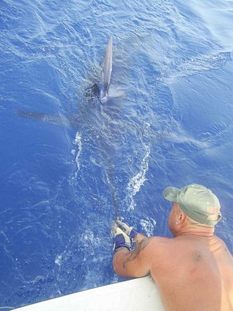 blue marlin Cavalier & Blue Marlin Sport Fishing Gran Canaria
