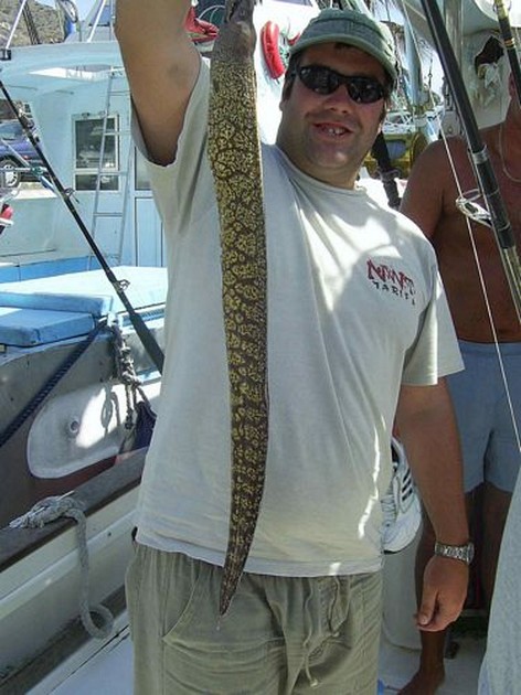 tiger moray Cavalier & Blue Marlin Sport Fishing Gran Canaria