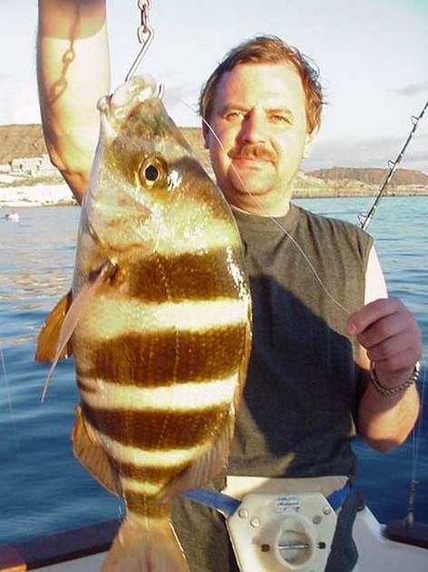 23/01 zebra seabream Cavalier & Blue Marlin Sport Fishing Gran Canaria