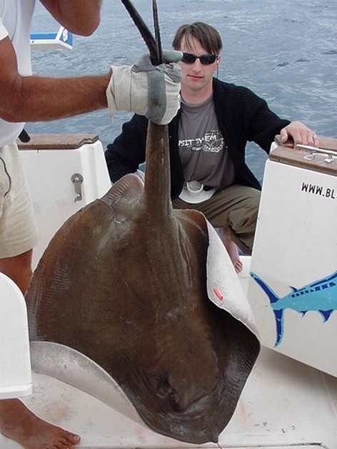 15/04 common stingray Cavalier & Blue Marlin Sport Fishing Gran Canaria