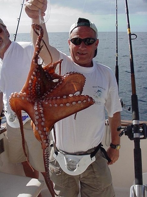 16/04 octopus Cavalier & Blue Marlin Sport Fishing Gran Canaria