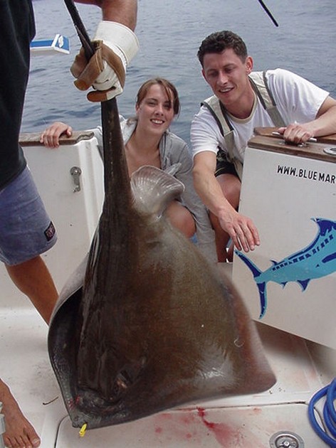 04/05 roughtail stingray Cavalier & Blue Marlin Sport Fishing Gran Canaria