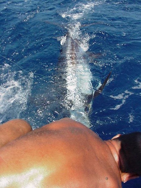 28/06 blue marlin Cavalier & Blue Marlin Sport Fishing Gran Canaria
