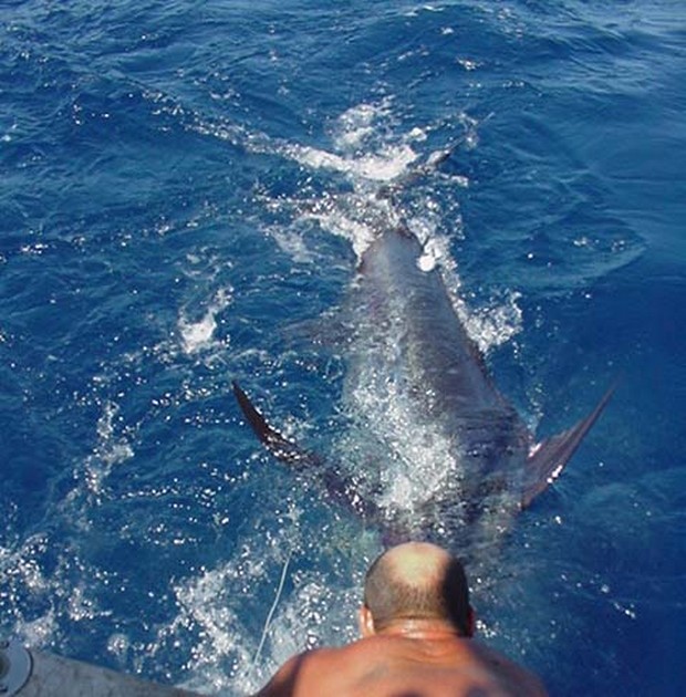 06/07 blue marlin Cavalier & Blue Marlin Sport Fishing Gran Canaria