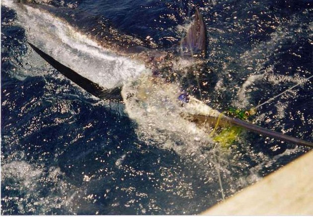 17/07 blue marlin Cavalier & Blue Marlin Sport Fishing Gran Canaria