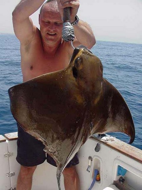 01/08 eagle ray Cavalier & Blue Marlin Sport Fishing Gran Canaria