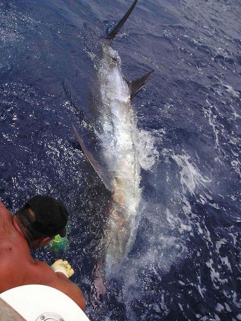 19/08 blue marlin Cavalier & Blue Marlin Sport Fishing Gran Canaria