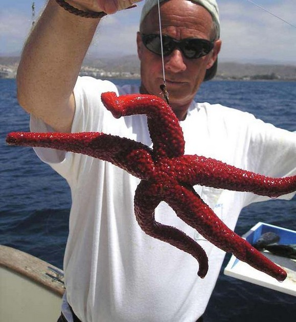 05/09 sea star Cavalier & Blue Marlin Sport Fishing Gran Canaria