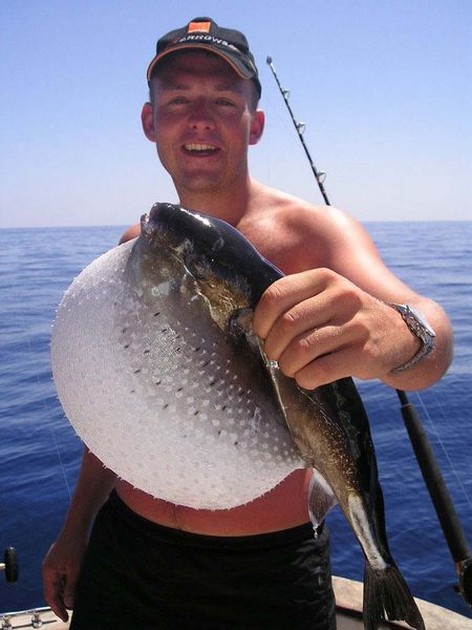 22/09 pufferfish Cavalier & Blue Marlin Sport Fishing Gran Canaria