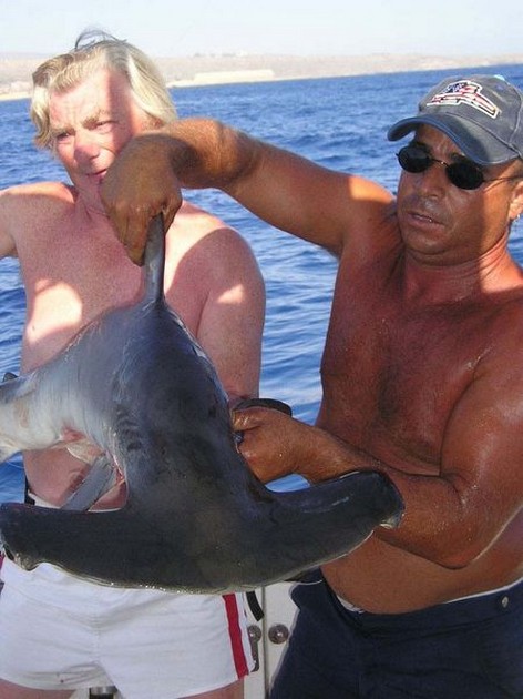 23/09 hammerhead shark Cavalier & Blue Marlin Sport Fishing Gran Canaria