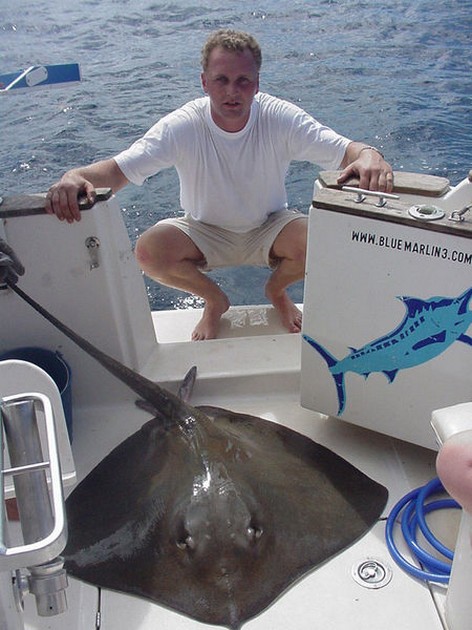 23/10 common stingray Cavalier & Blue Marlin Sport Fishing Gran Canaria