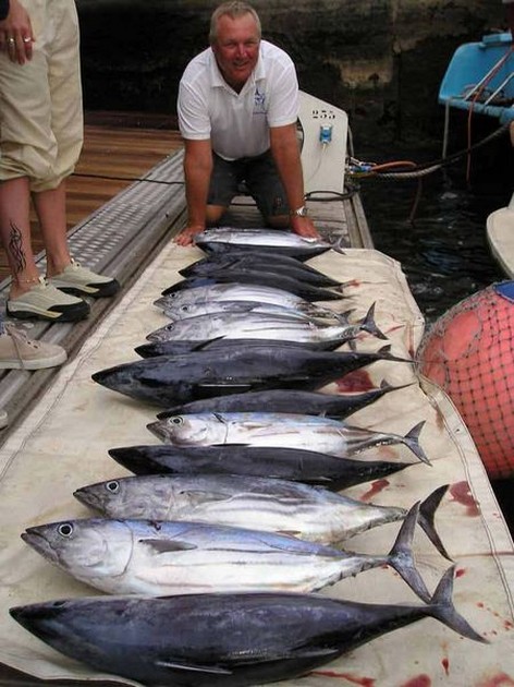 21/11 skipjack tuna Cavalier & Blue Marlin Sport Fishing Gran Canaria