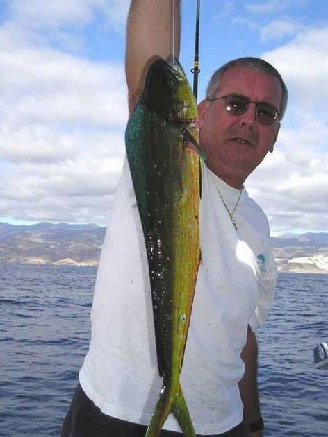 27/11 dorado Cavalier & Blue Marlin Sport Fishing Gran Canaria