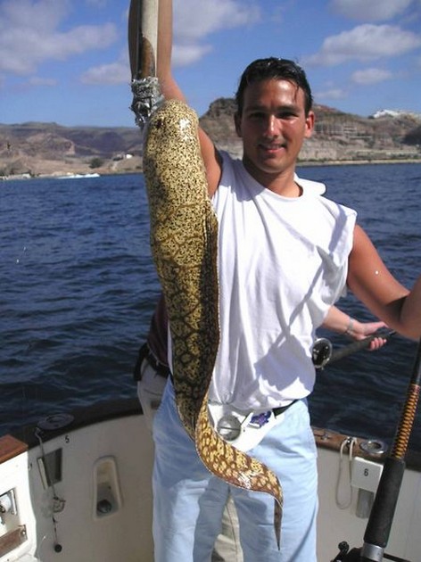 20/01 tiger moray Cavalier & Blue Marlin Sport Fishing Gran Canaria