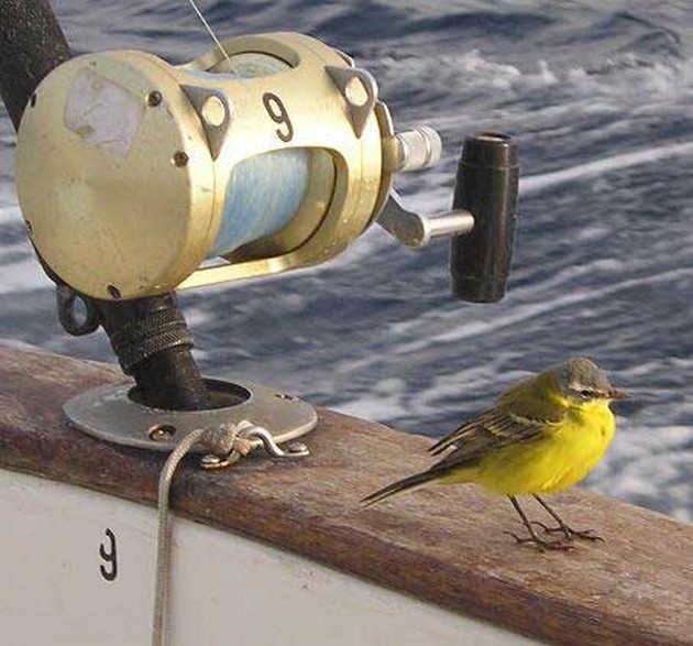 05/03 welcome Cavalier & Blue Marlin Sport Fishing Gran Canaria