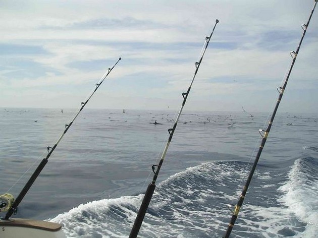 12/03 hooked up Cavalier & Blue Marlin Sport Fishing Gran Canaria