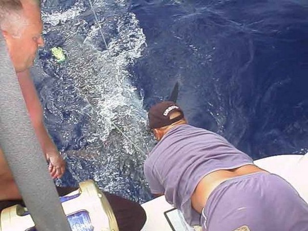 23/05 blue marlin Cavalier & Blue Marlin Sport Fishing Gran Canaria