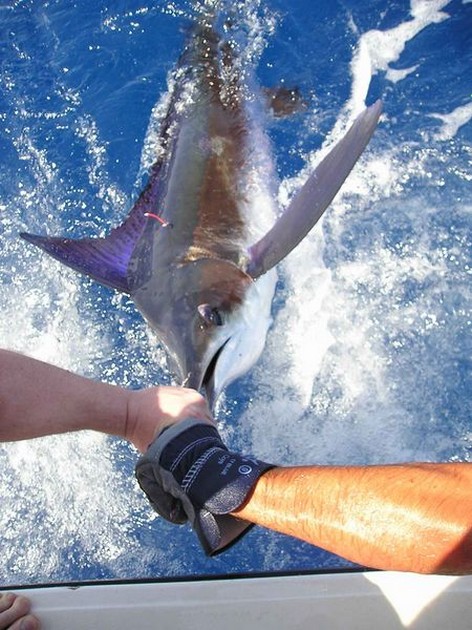 27/05 blue marlin Cavalier & Blue Marlin Sport Fishing Gran Canaria