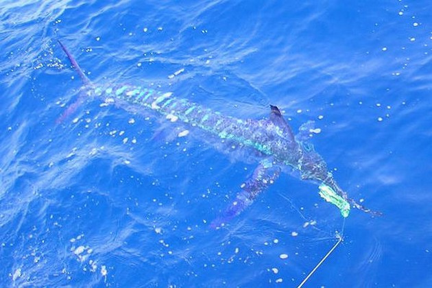 30/05 spearfish Cavalier & Blue Marlin Sport Fishing Gran Canaria