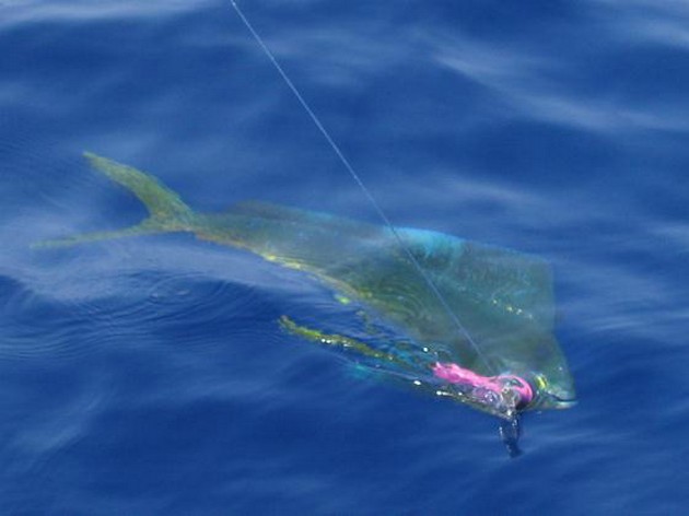 16/06 dorado Cavalier & Blue Marlin Sport Fishing Gran Canaria