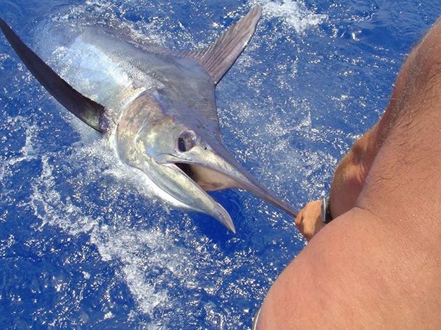 18/06 blue marlin Cavalier & Blue Marlin Sport Fishing Gran Canaria