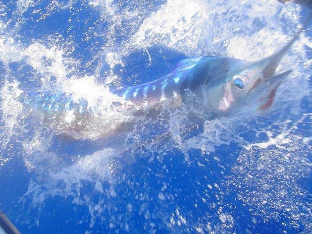 25/06 spearfish Cavalier & Blue Marlin Sport Fishing Gran Canaria