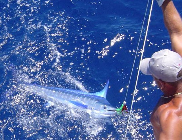 08/07 spearfish Cavalier & Blue Marlin Sport Fishing Gran Canaria