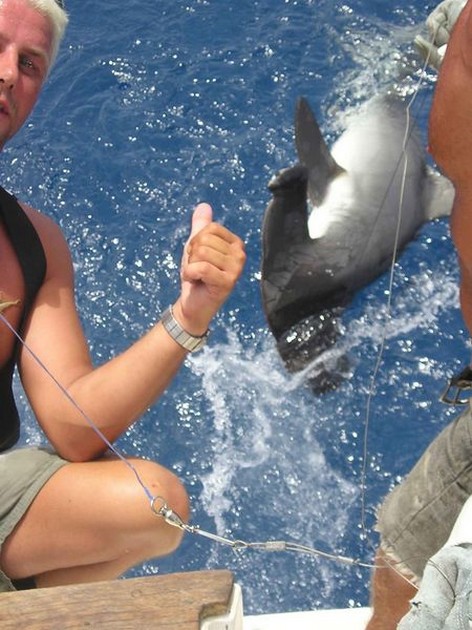 29/07 hammerhead shark Cavalier & Blue Marlin Sport Fishing Gran Canaria
