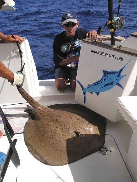 31/08 round stingray Cavalier & Blue Marlin Sport Fishing Gran Canaria