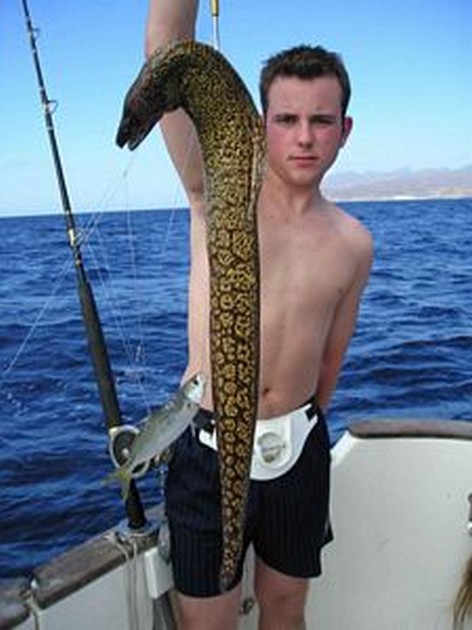 19/11 tiger moray Cavalier & Blue Marlin Sport Fishing Gran Canaria