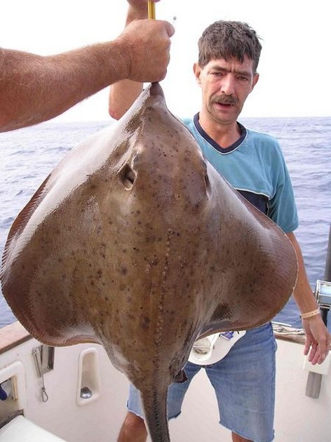 25/11 roughtail stingray Cavalier & Blue Marlin Sport Fishing Gran Canaria